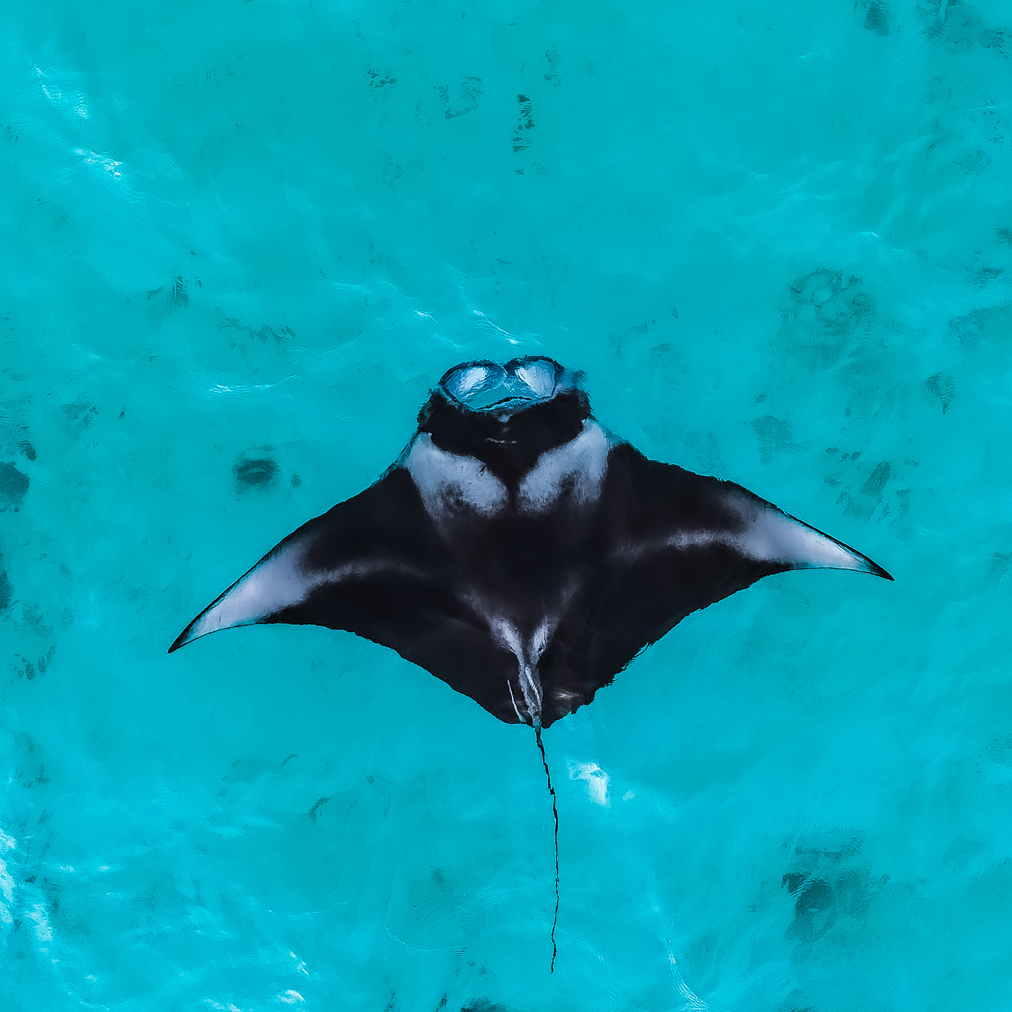 Manta from above