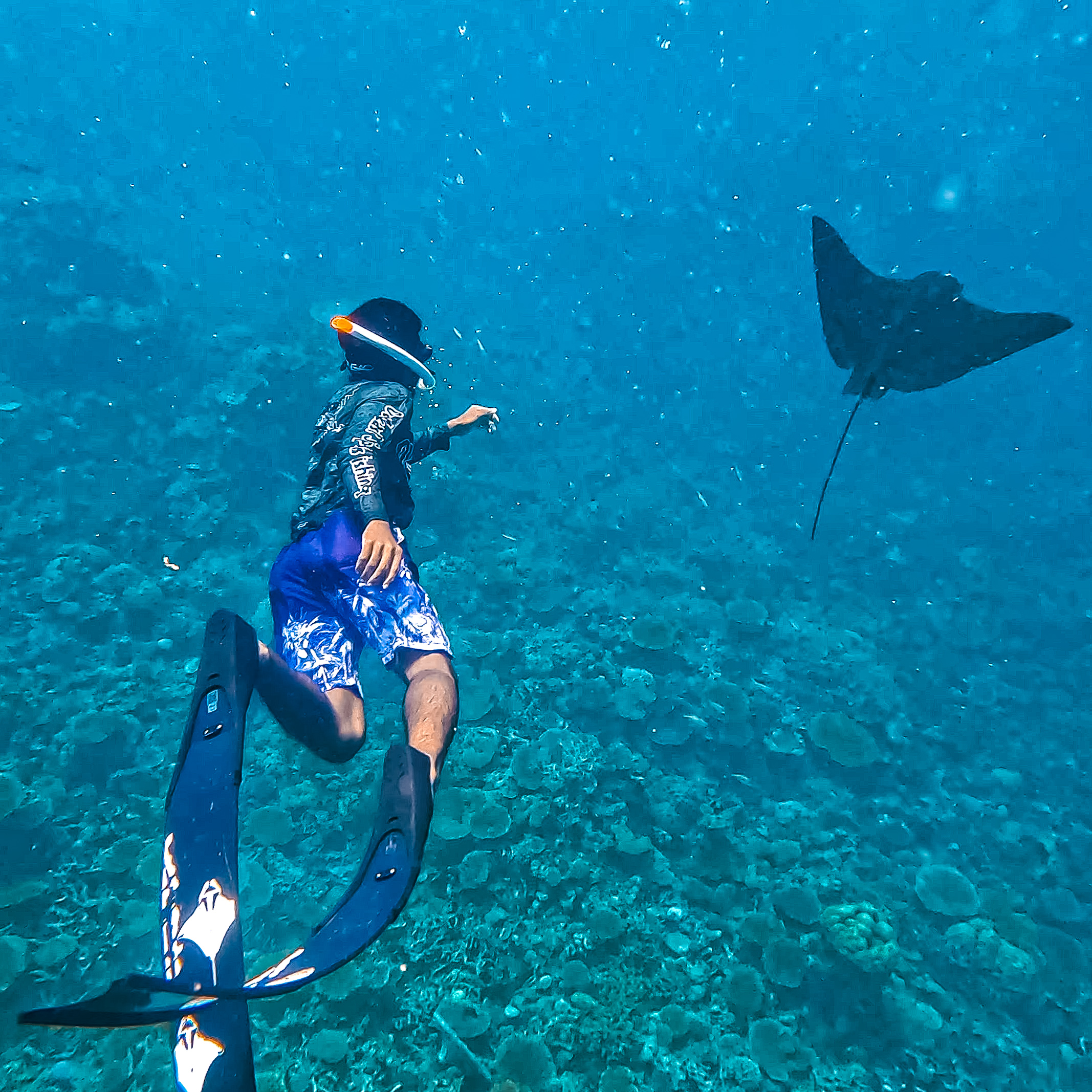 Swimming with rays