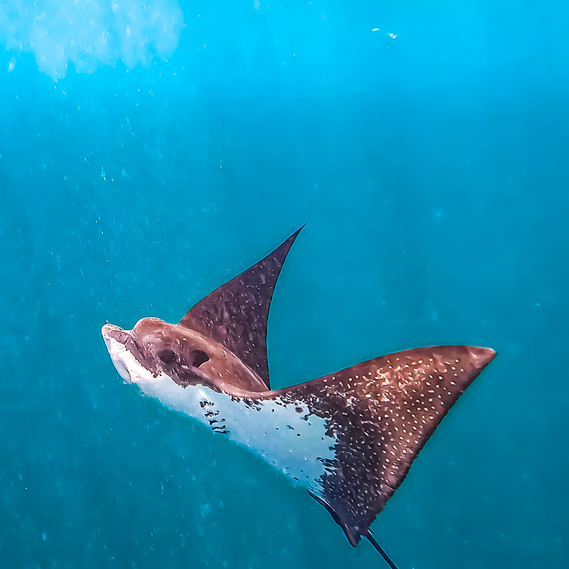 Manta moments