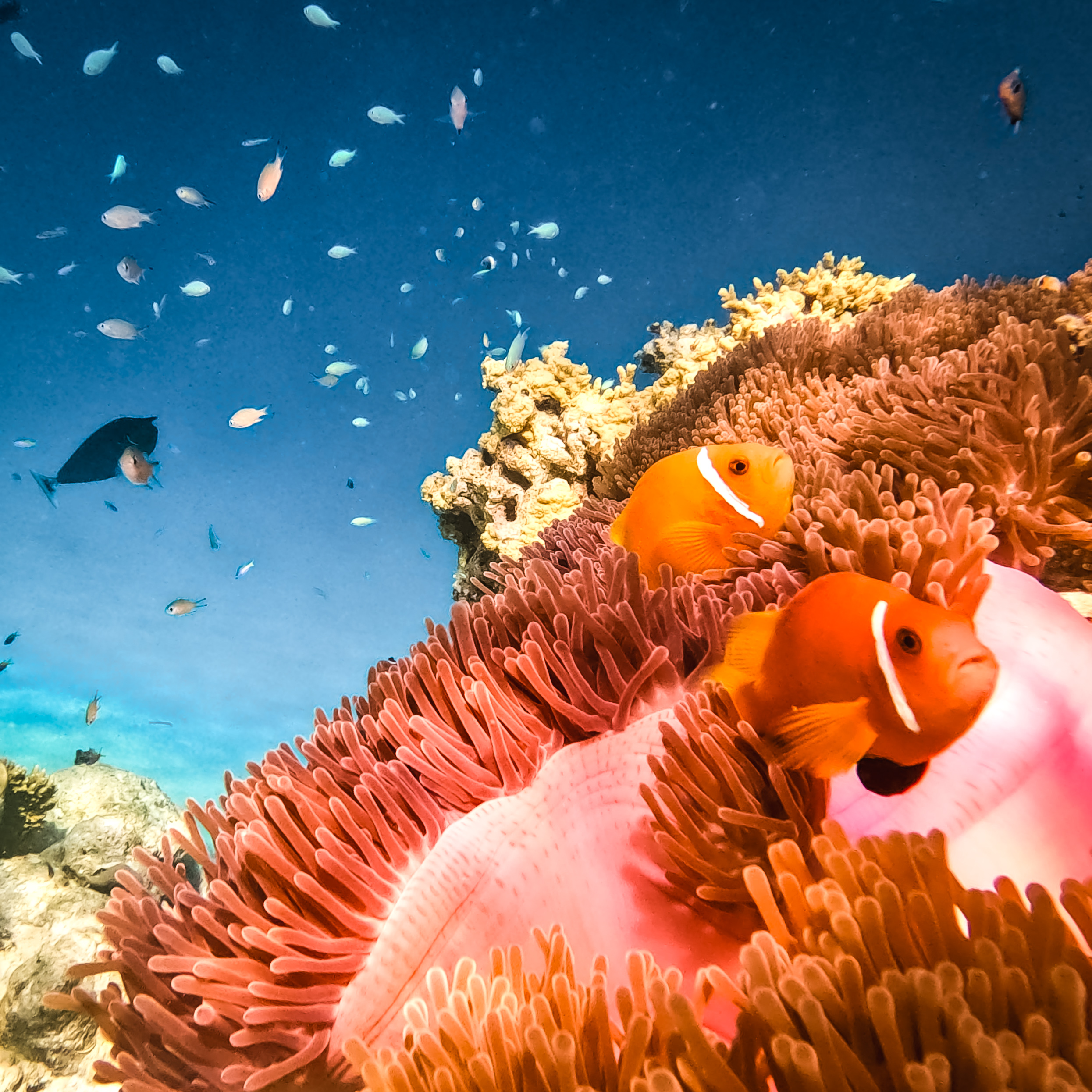 Reef friends