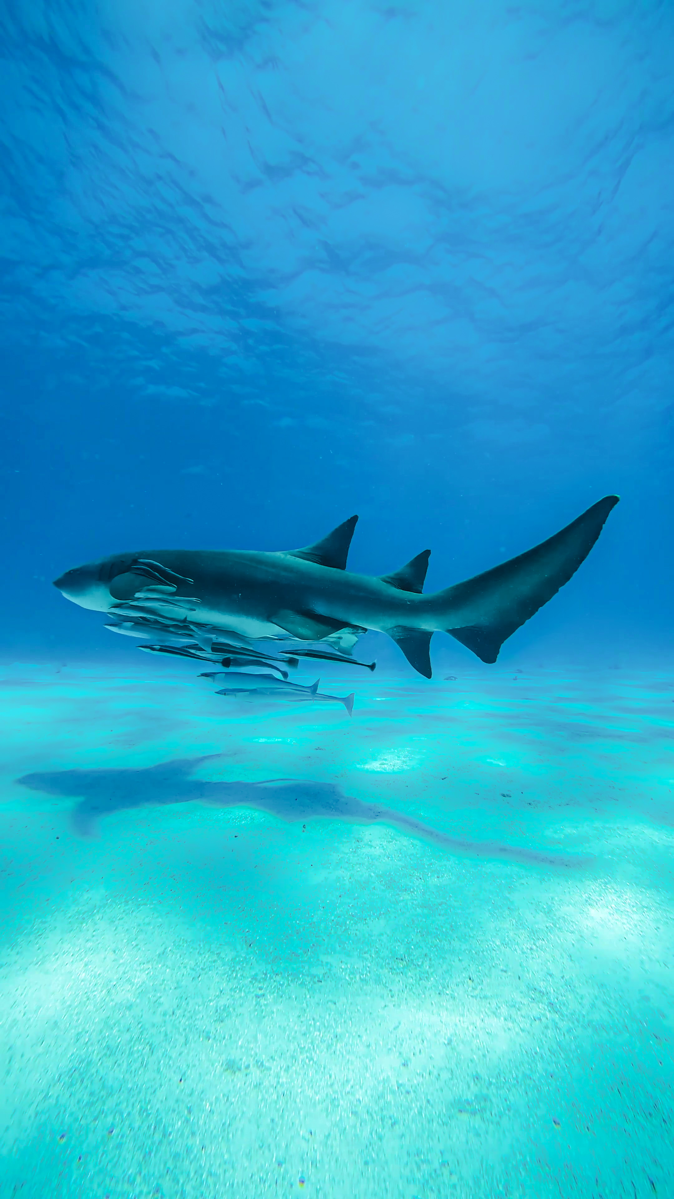 Big blue encounters