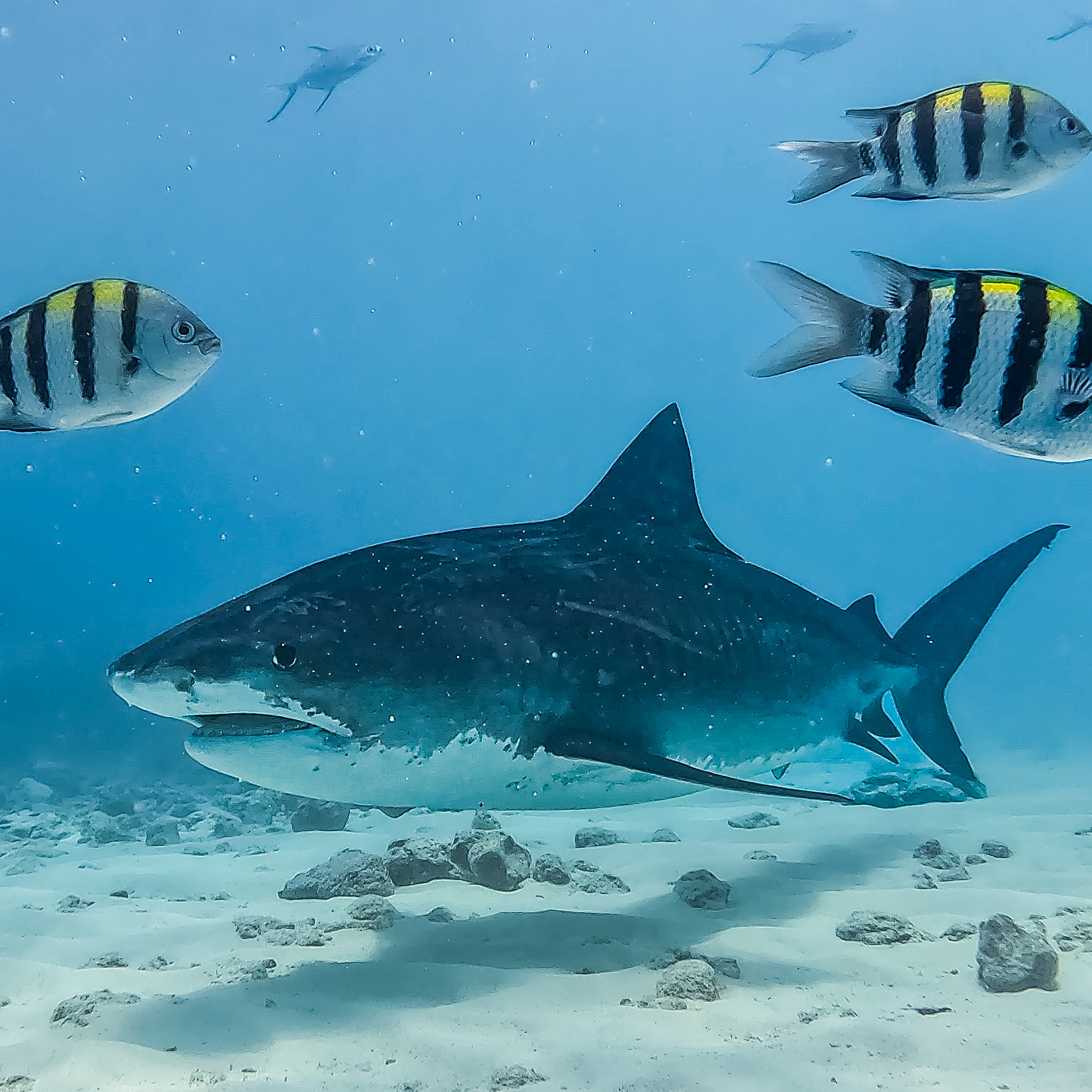 Wildlife in the blue