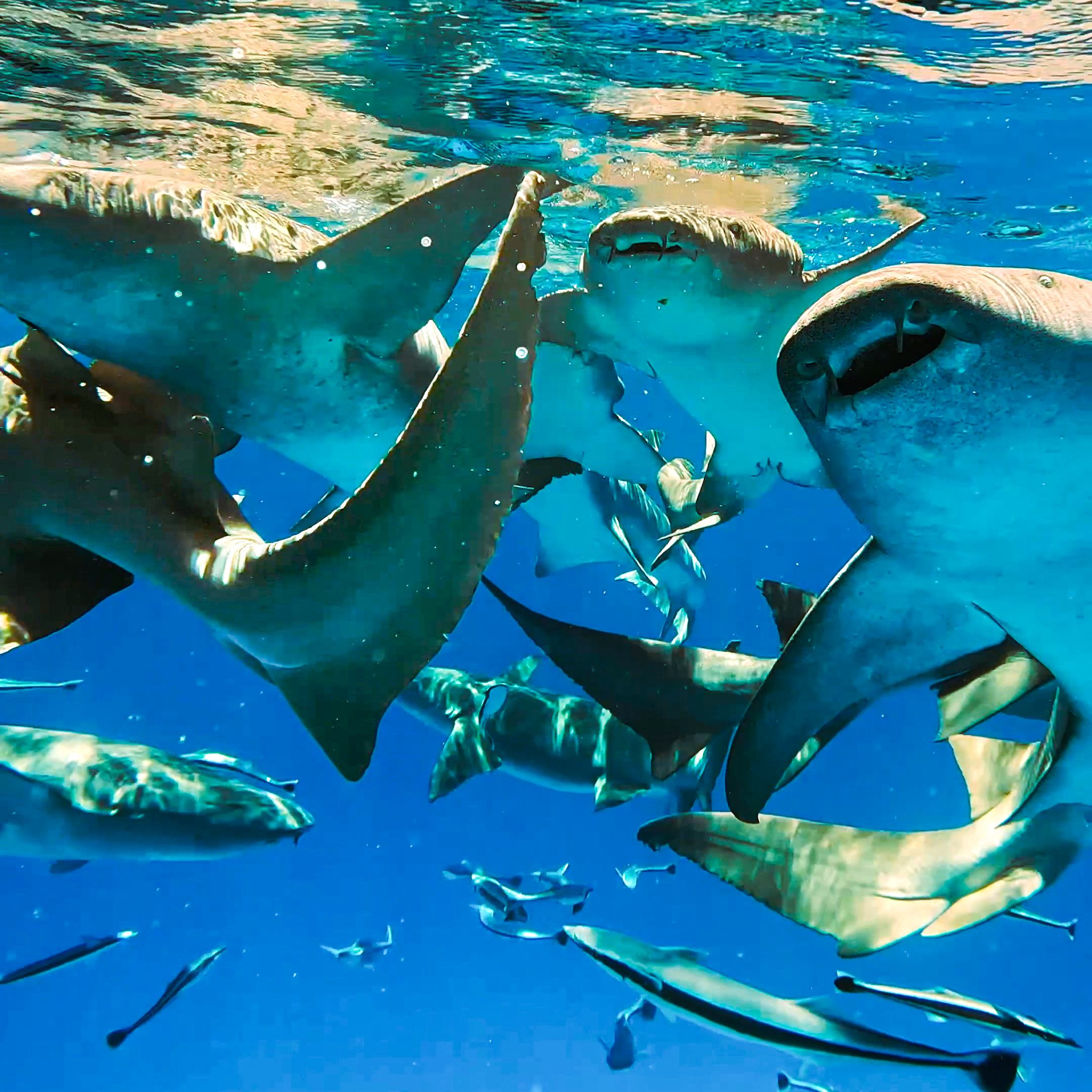 Shark point adventure